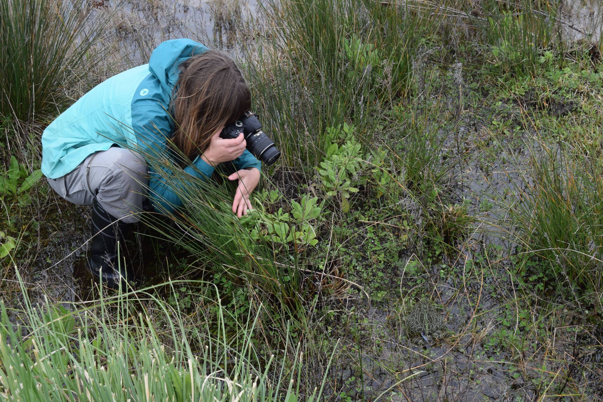 Radiotelemetry tracking conducted in the study area   Photographed by Isis Ibáñez